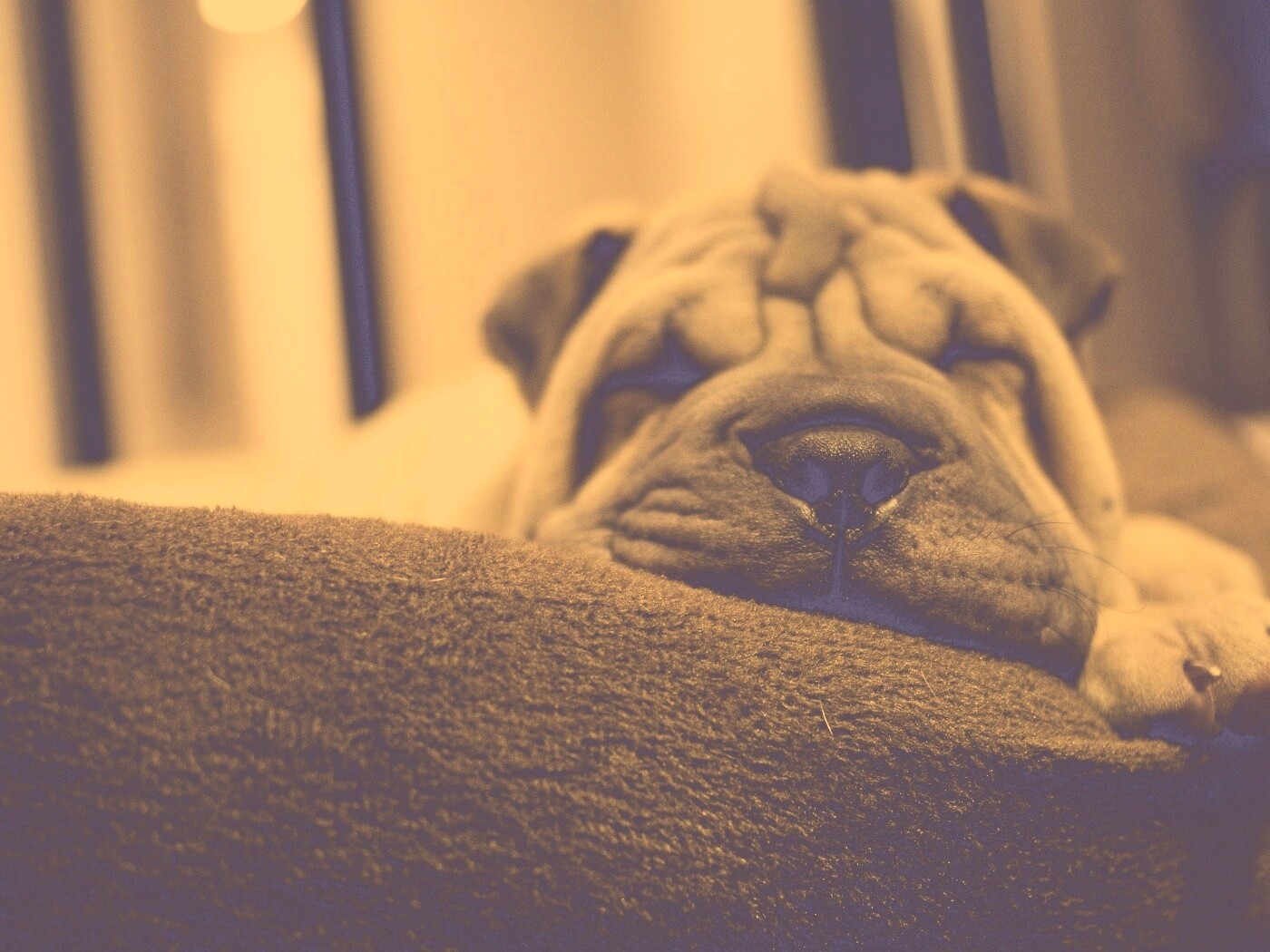 Щенок шарпея спит обои