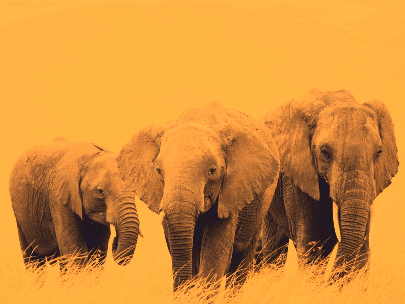 Слон, слониха и слоненок обои