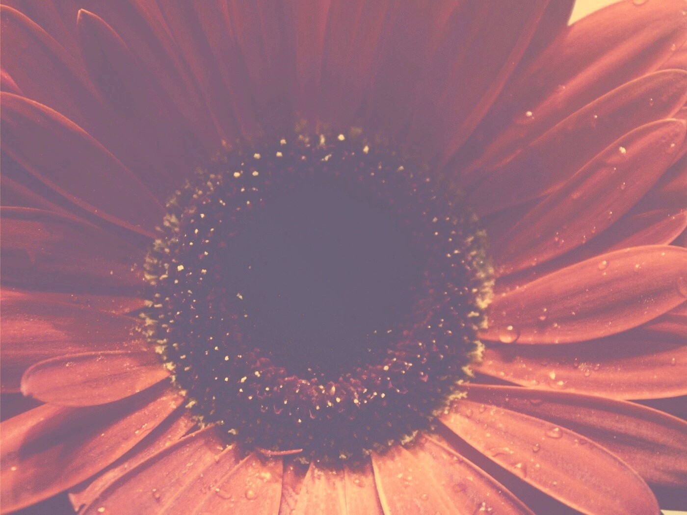 Красная гербера обои