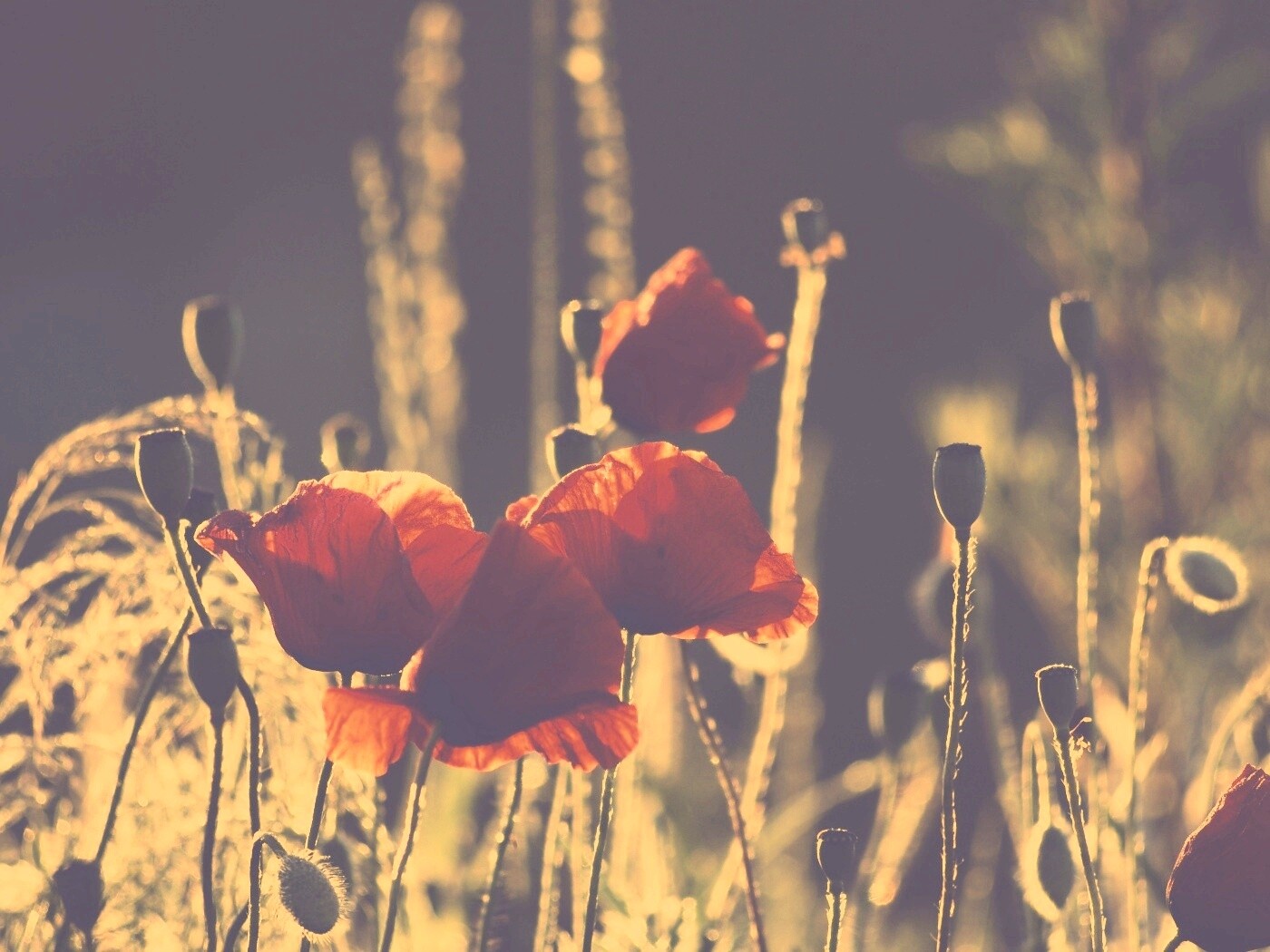 Макро фото мака обои