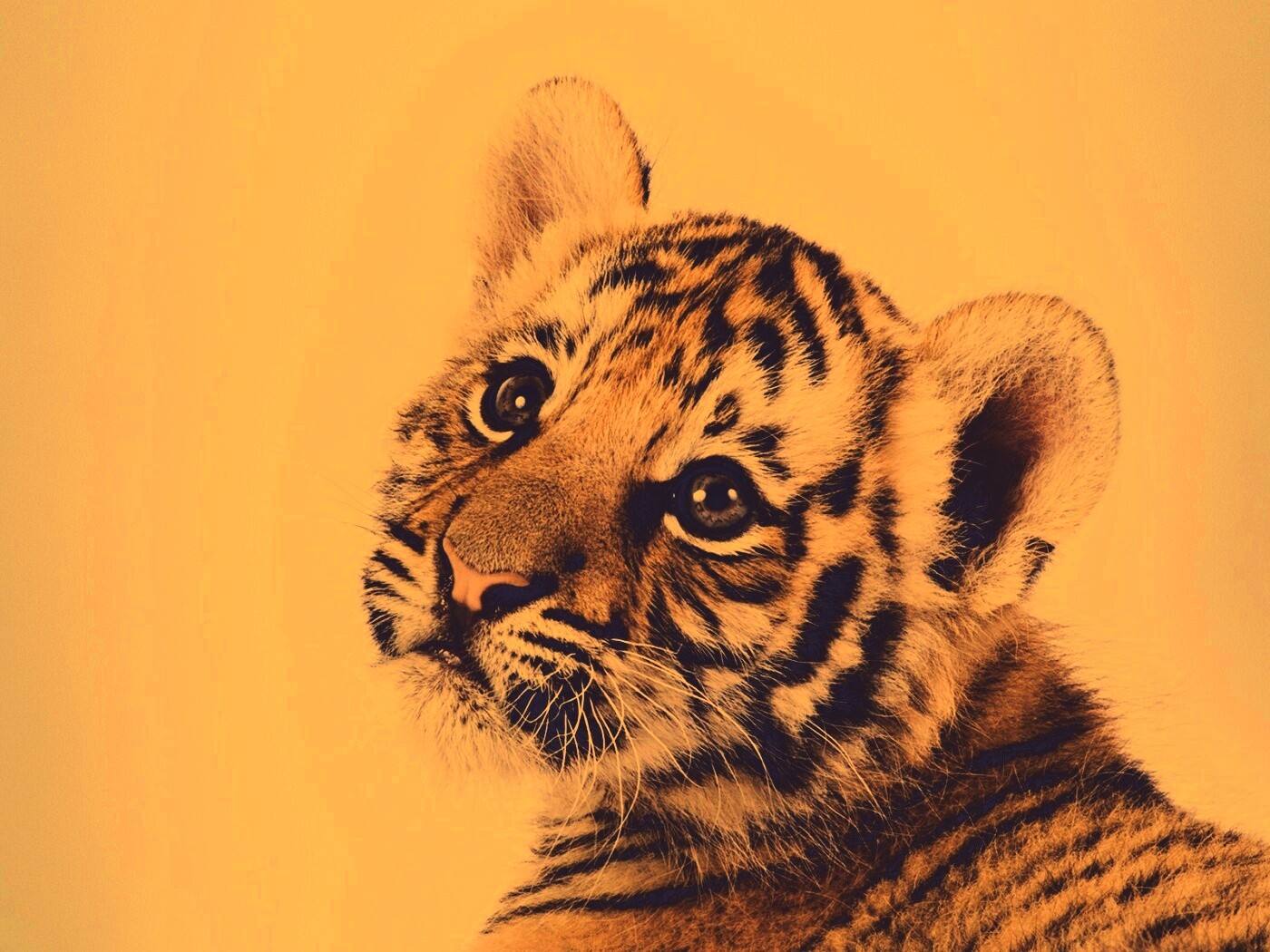 Тигрёнок с грустным взглядом обои