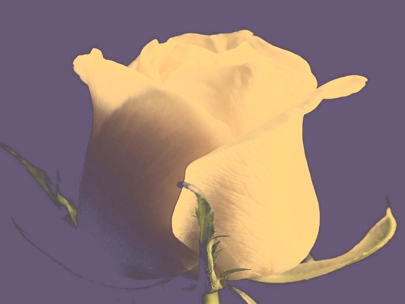 Бутон белой розы обои