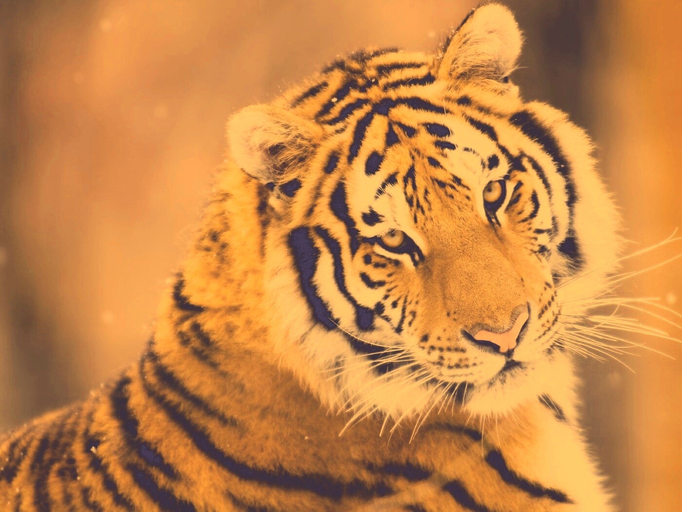 Тигр оборачивается обои