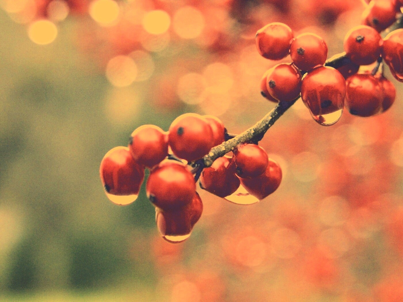 Капли росы на ягодах рябины обои