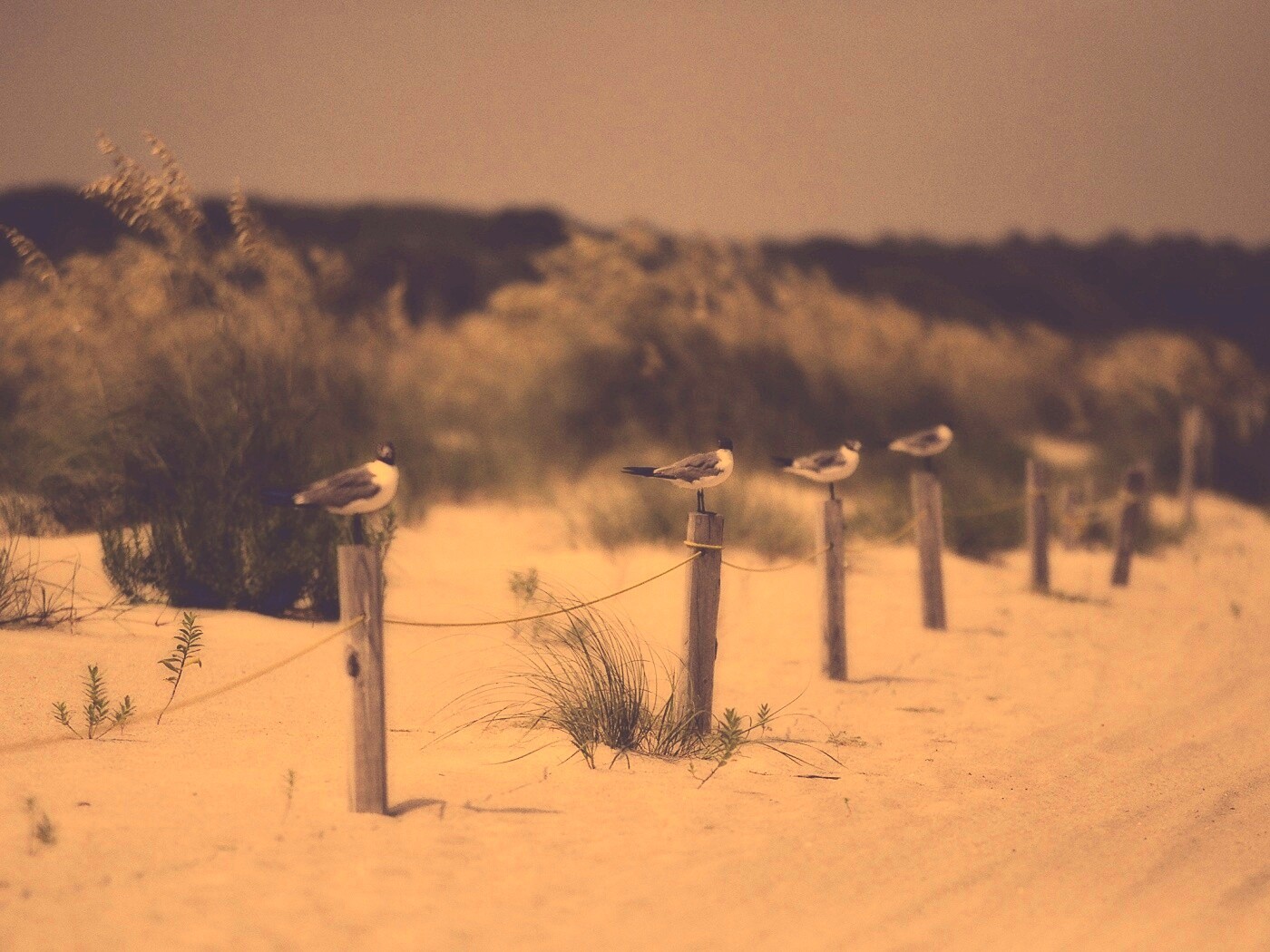 Птички на столбиках обои