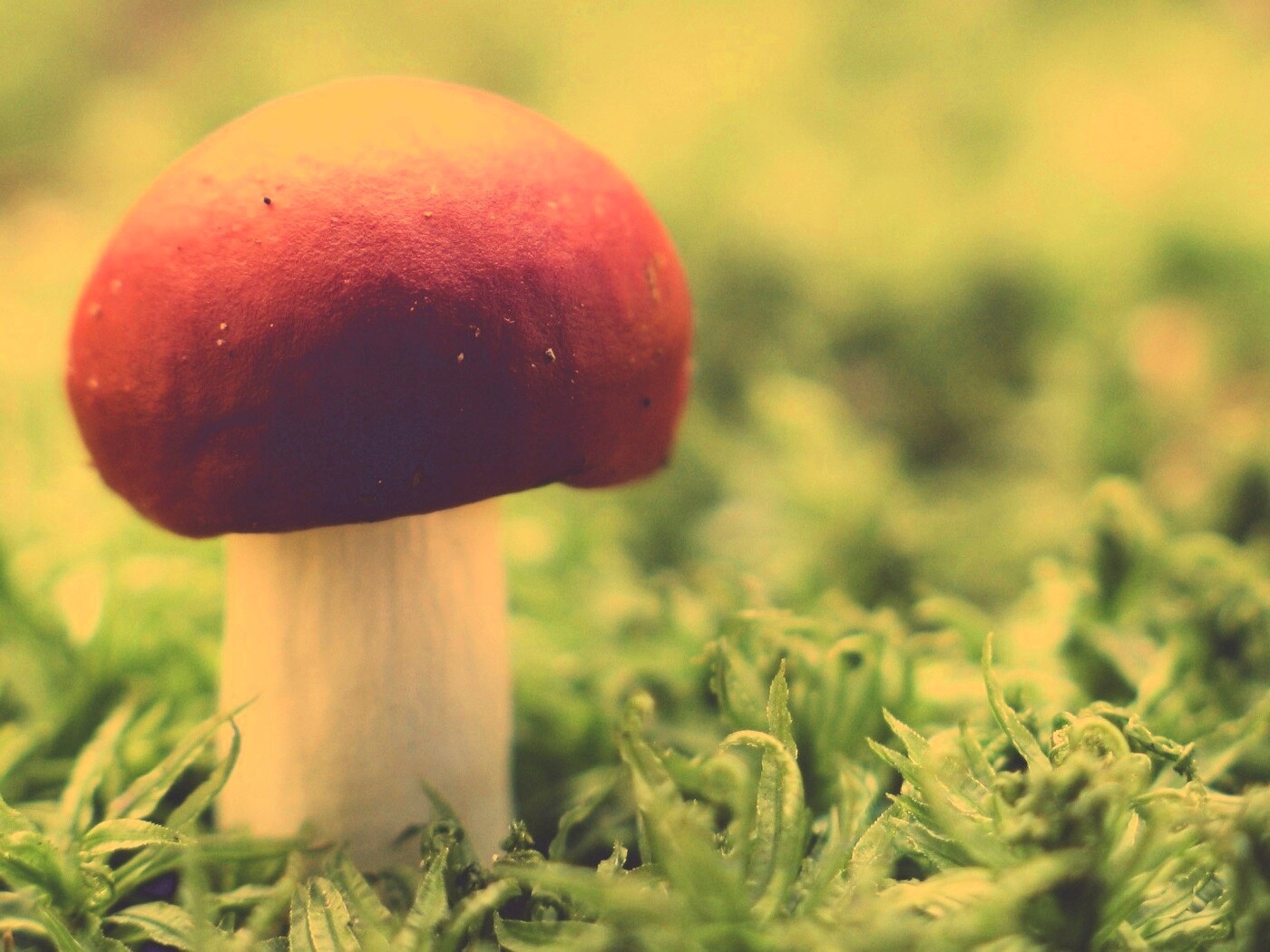 Грибок с красной шапкой обои