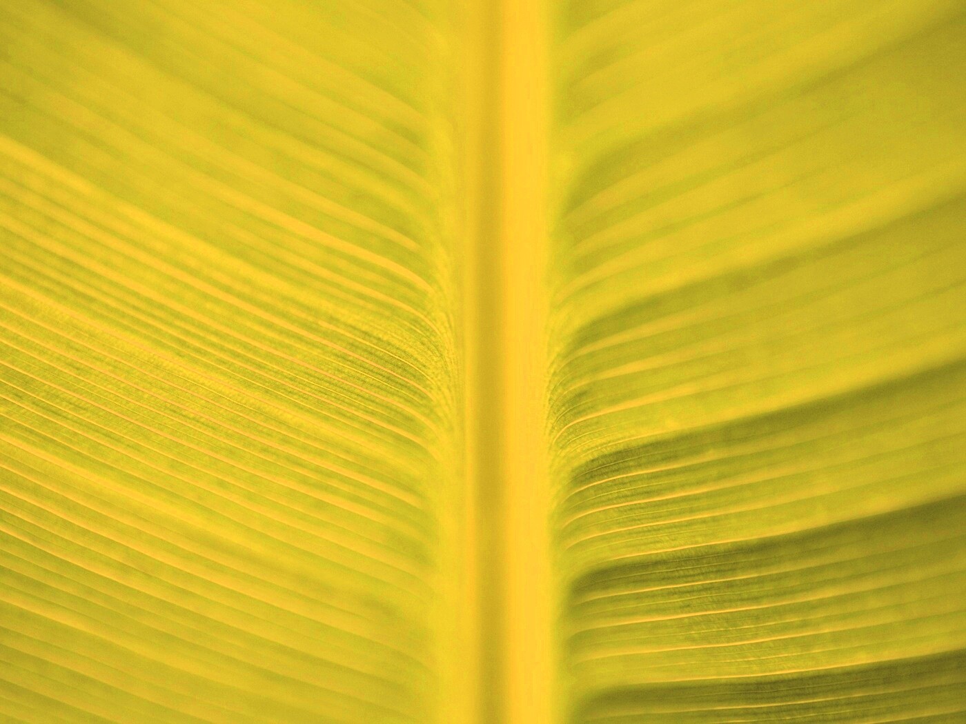 Макро фото листа обои