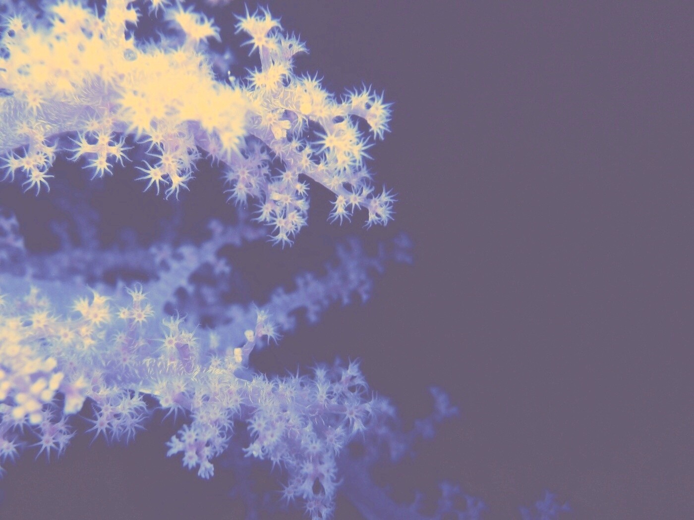 Кораллы обои