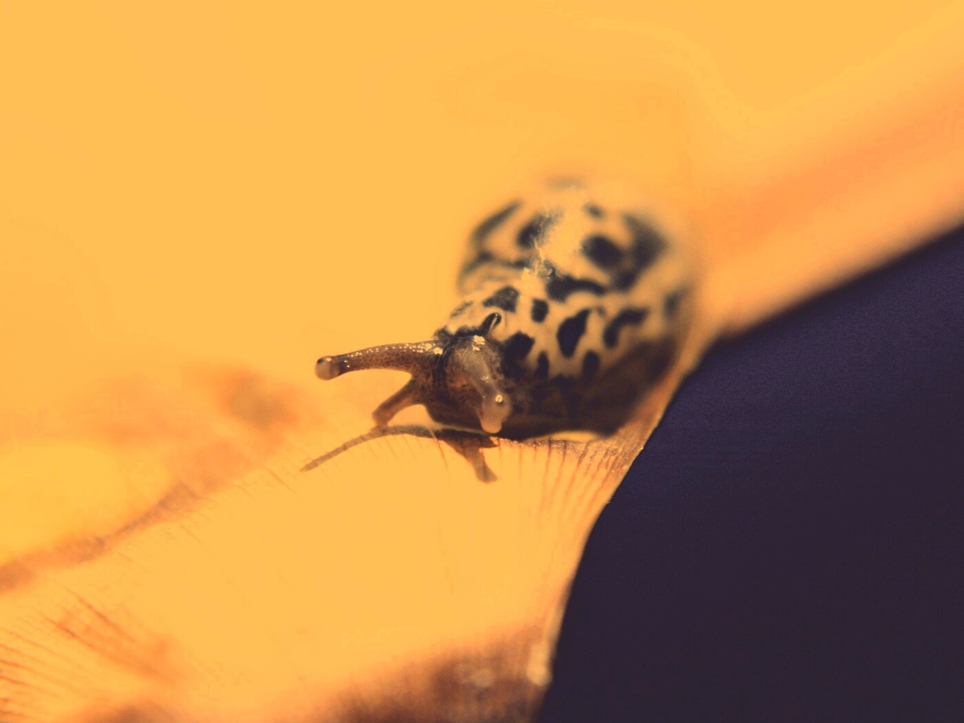 Ползущая улитка обои