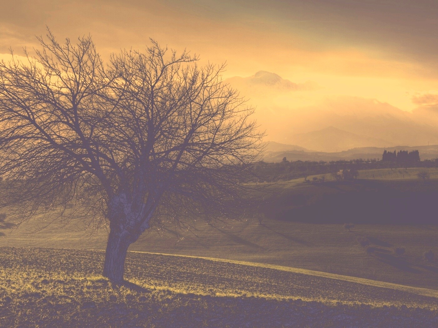 Дерево и горы обои