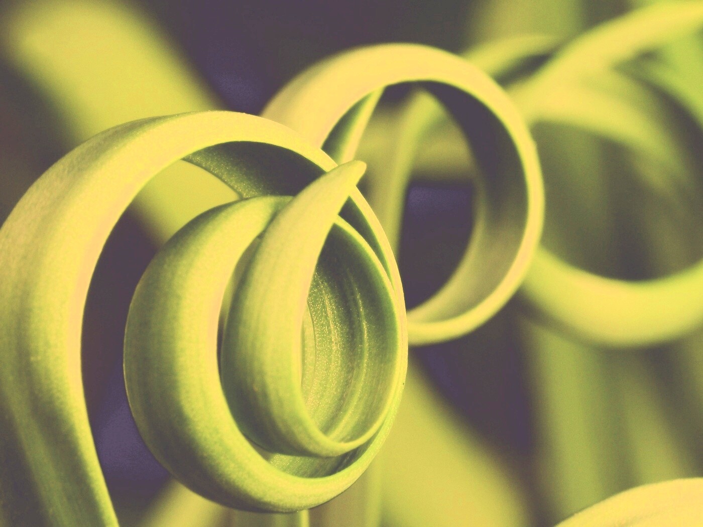 Зеленый обруч обои