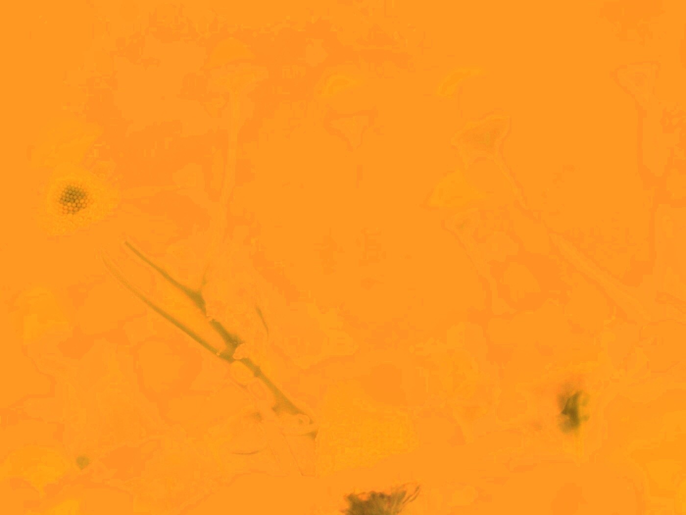 Летние цветы в лучах света обои