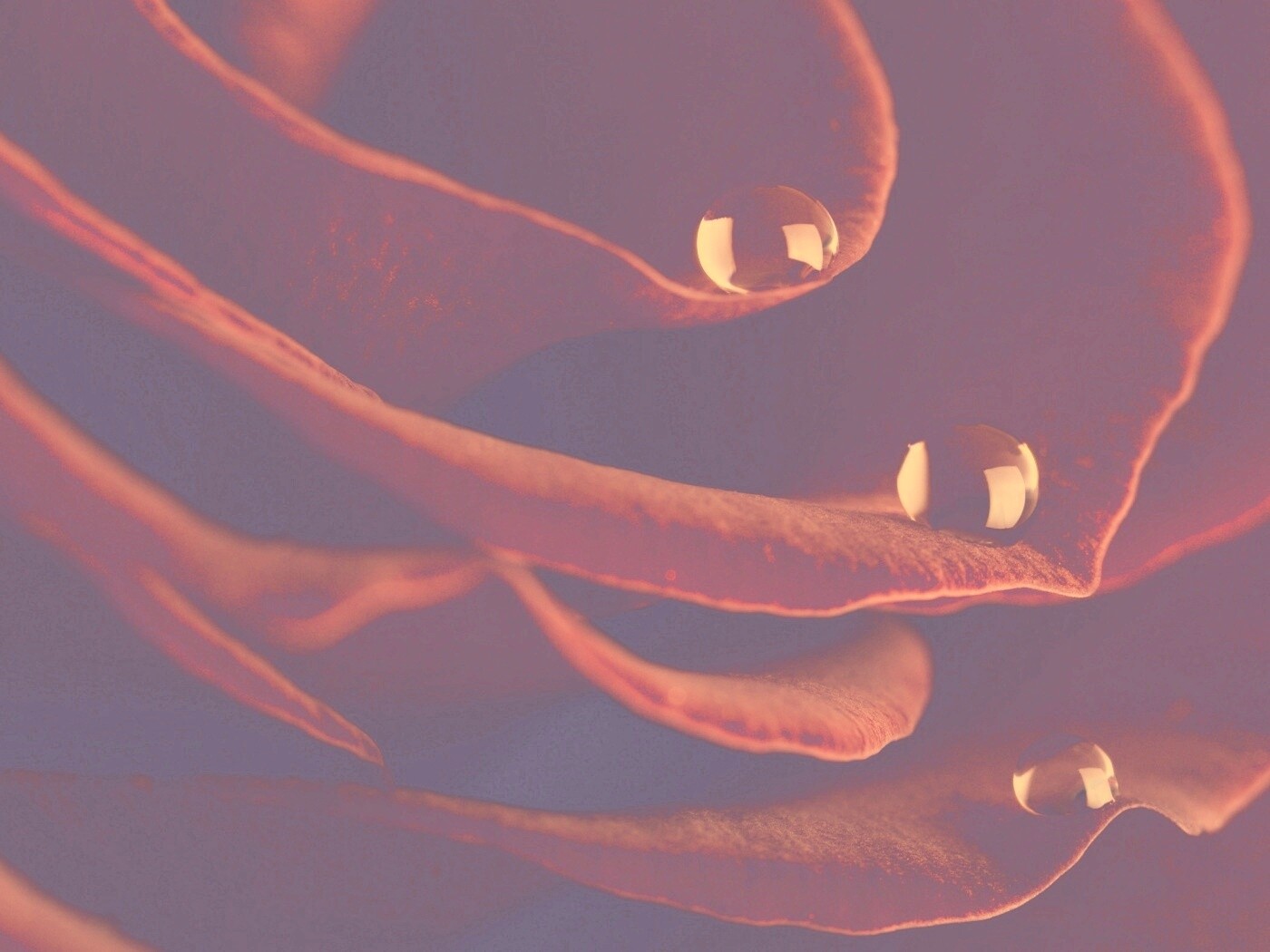 Капли росы на лепестках розы обои