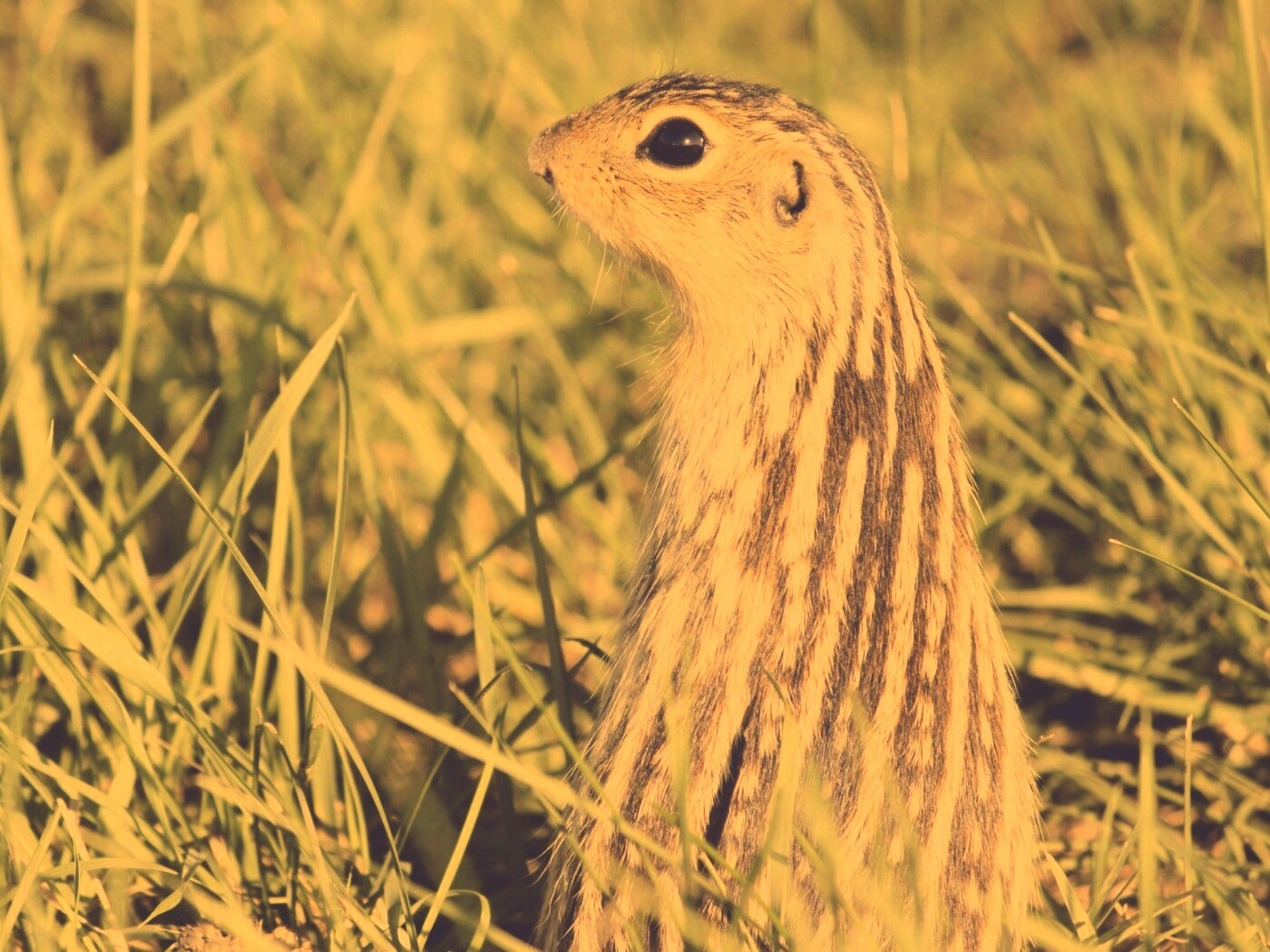 Сурок в стойке обои