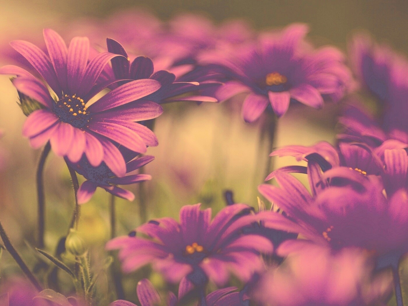 Яркие фиолетовые цветы обои