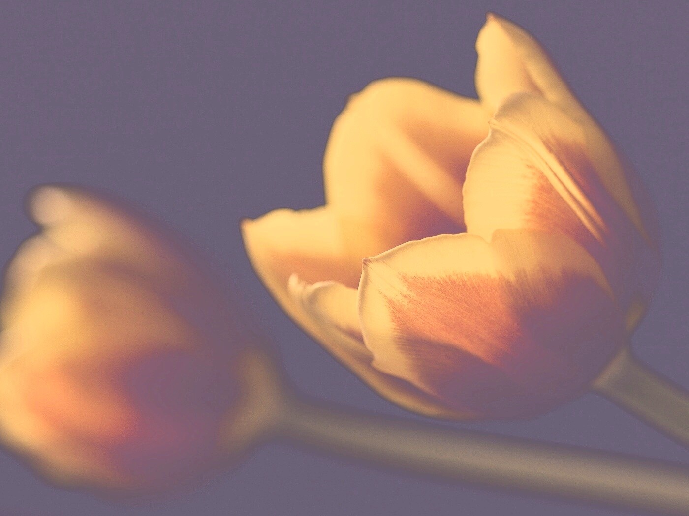 Тюльпаны в темноте обои