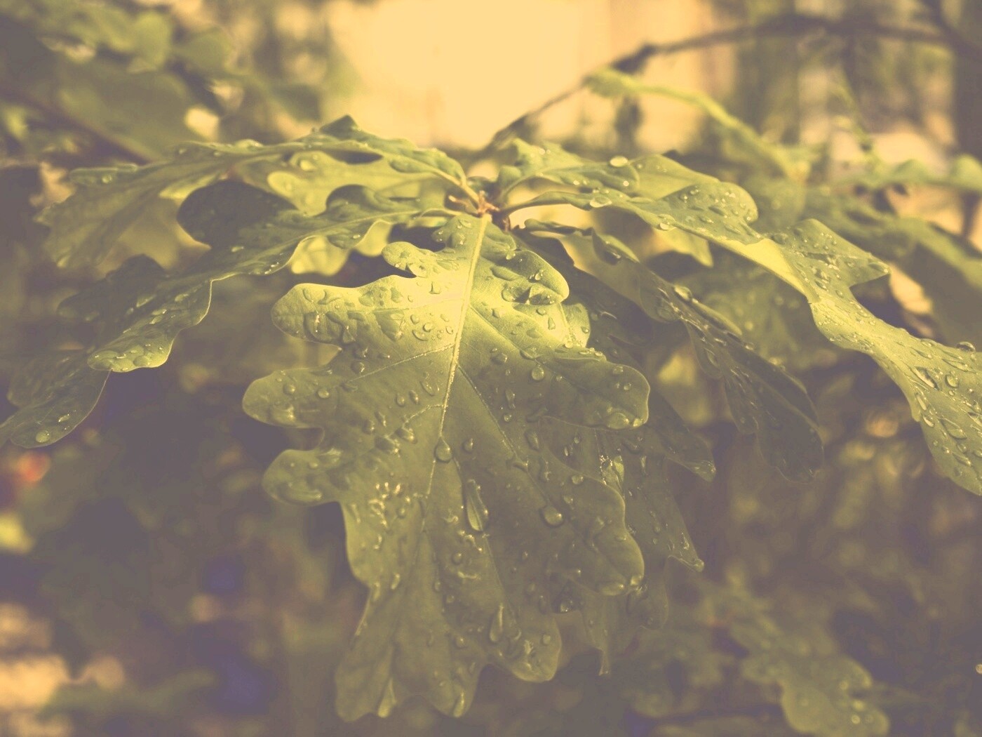 Сочные листья дуба обои