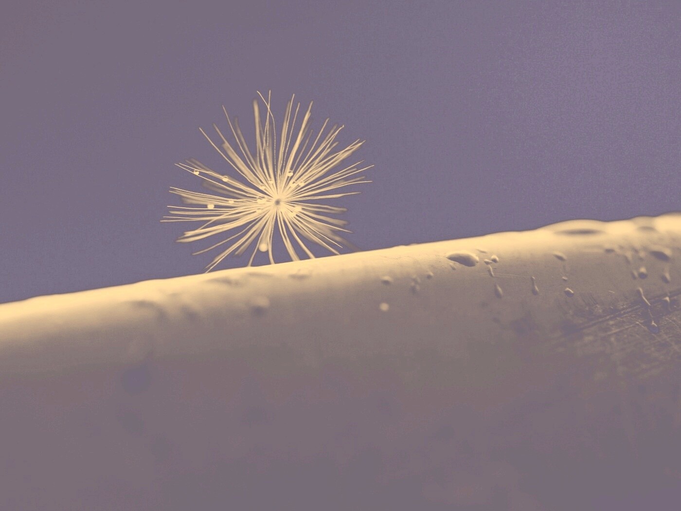 Прилипшая пушинка обои