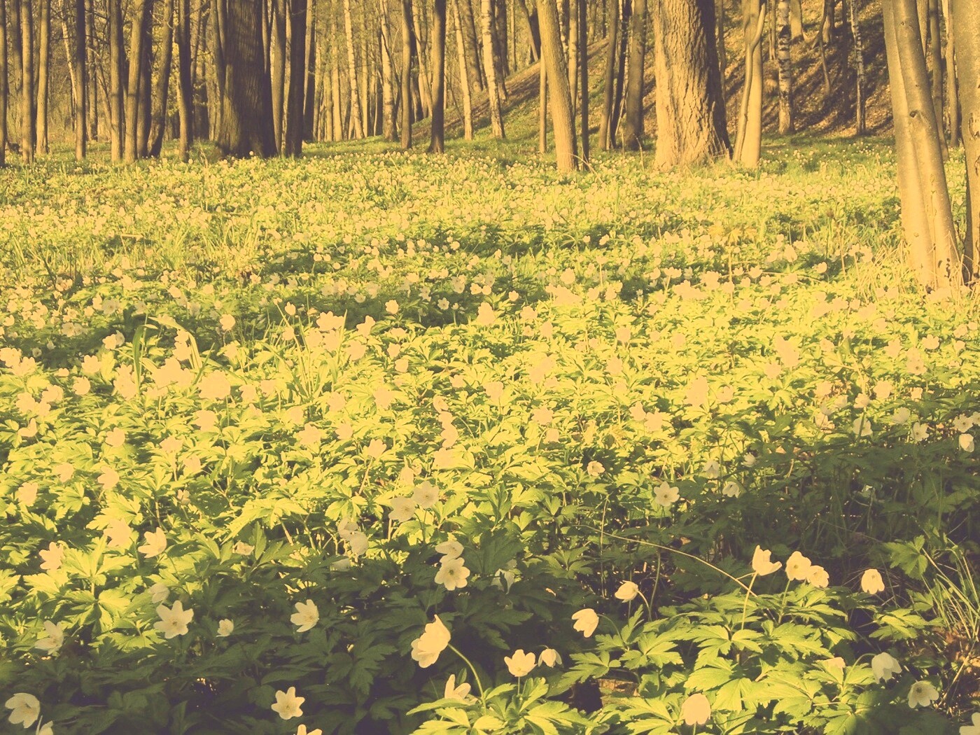 Поляна весенних цветов обои