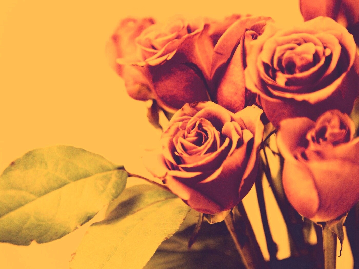 Букет розовых роз обои