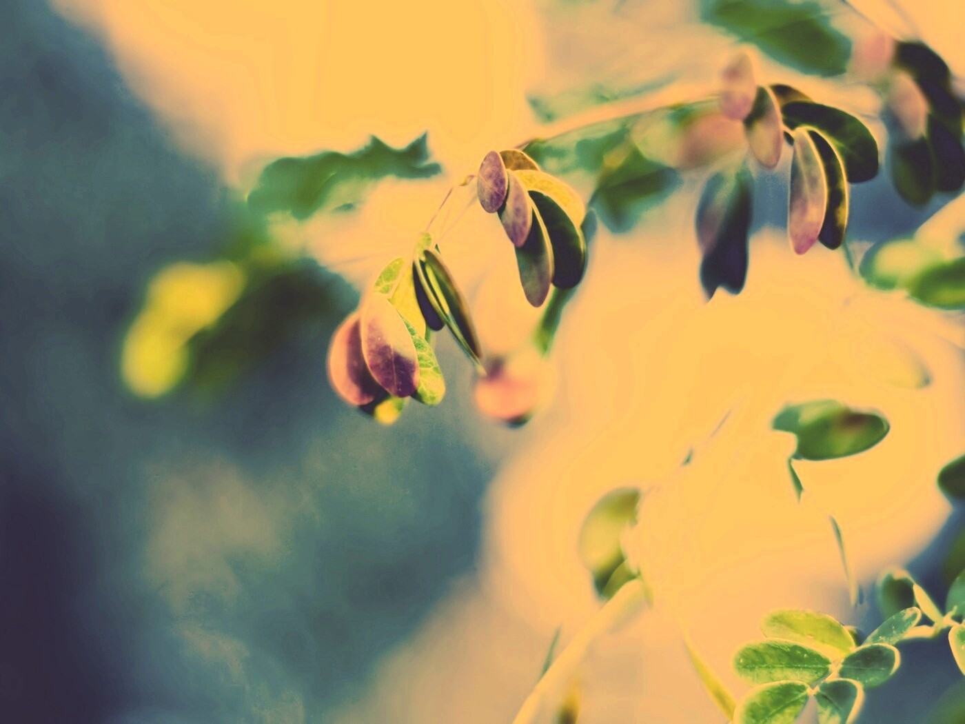 Фиолетовые листья обои