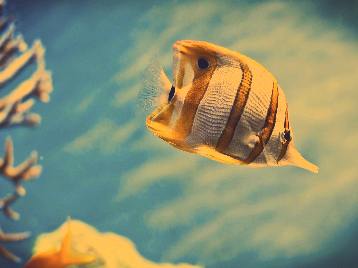 Тропическая рыбка обои