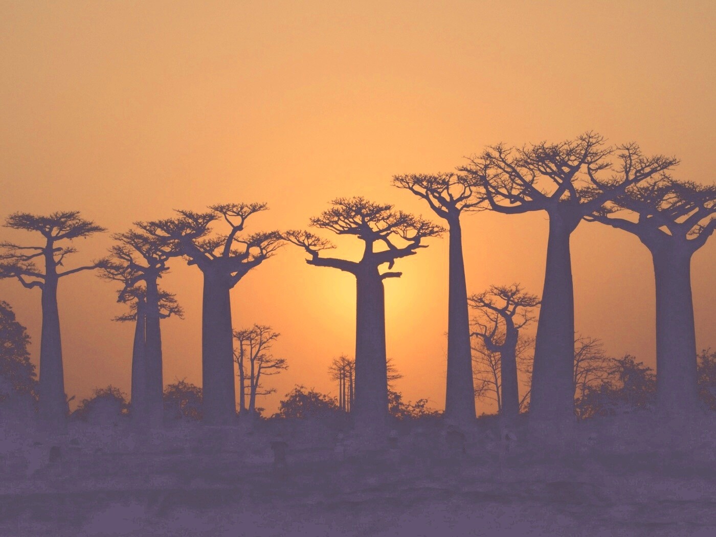 Баобабы на закате обои