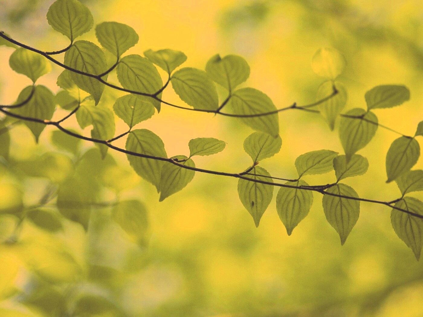 Ветка яркой зелени обои