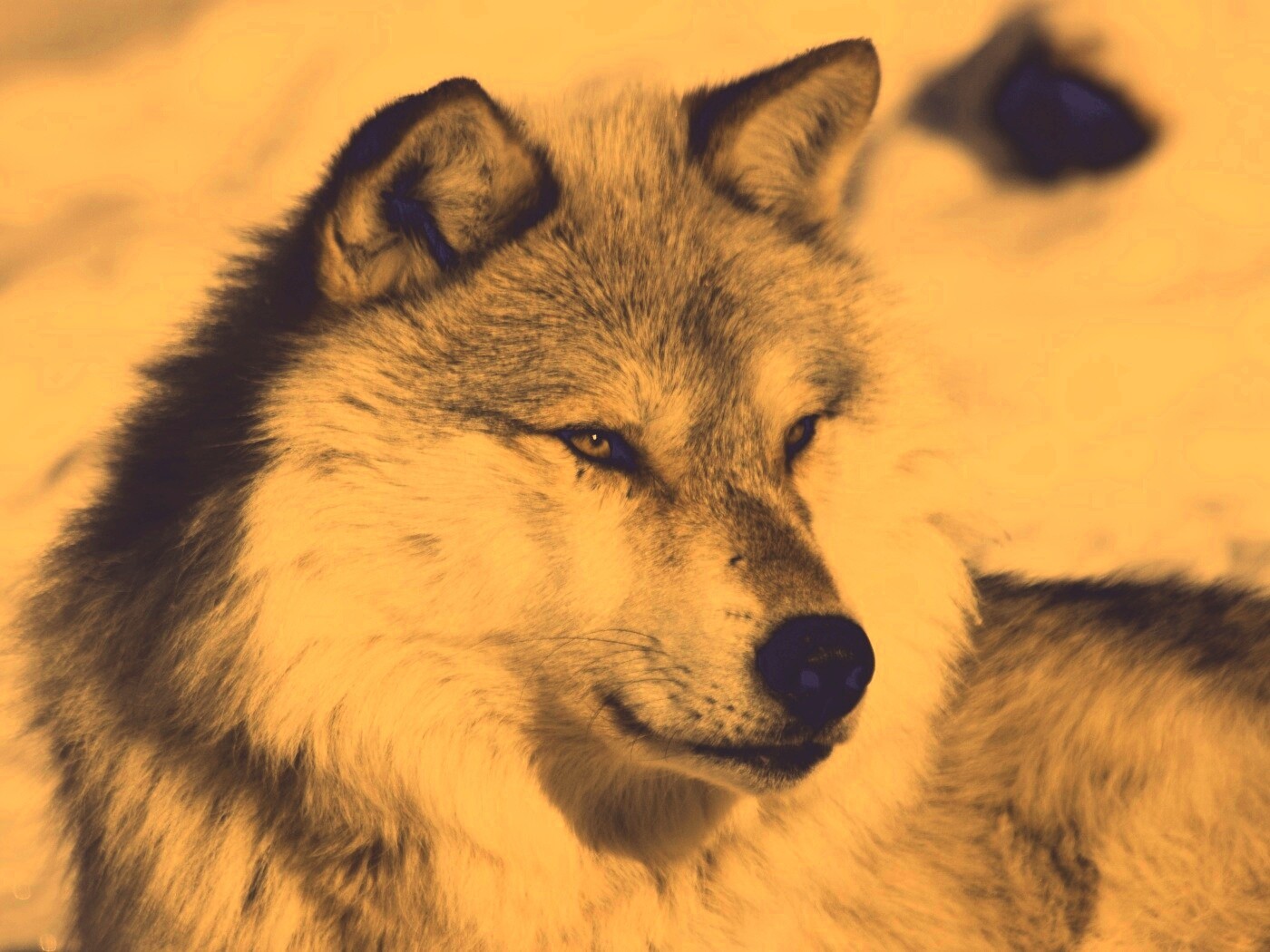 Лайка на снегу обои