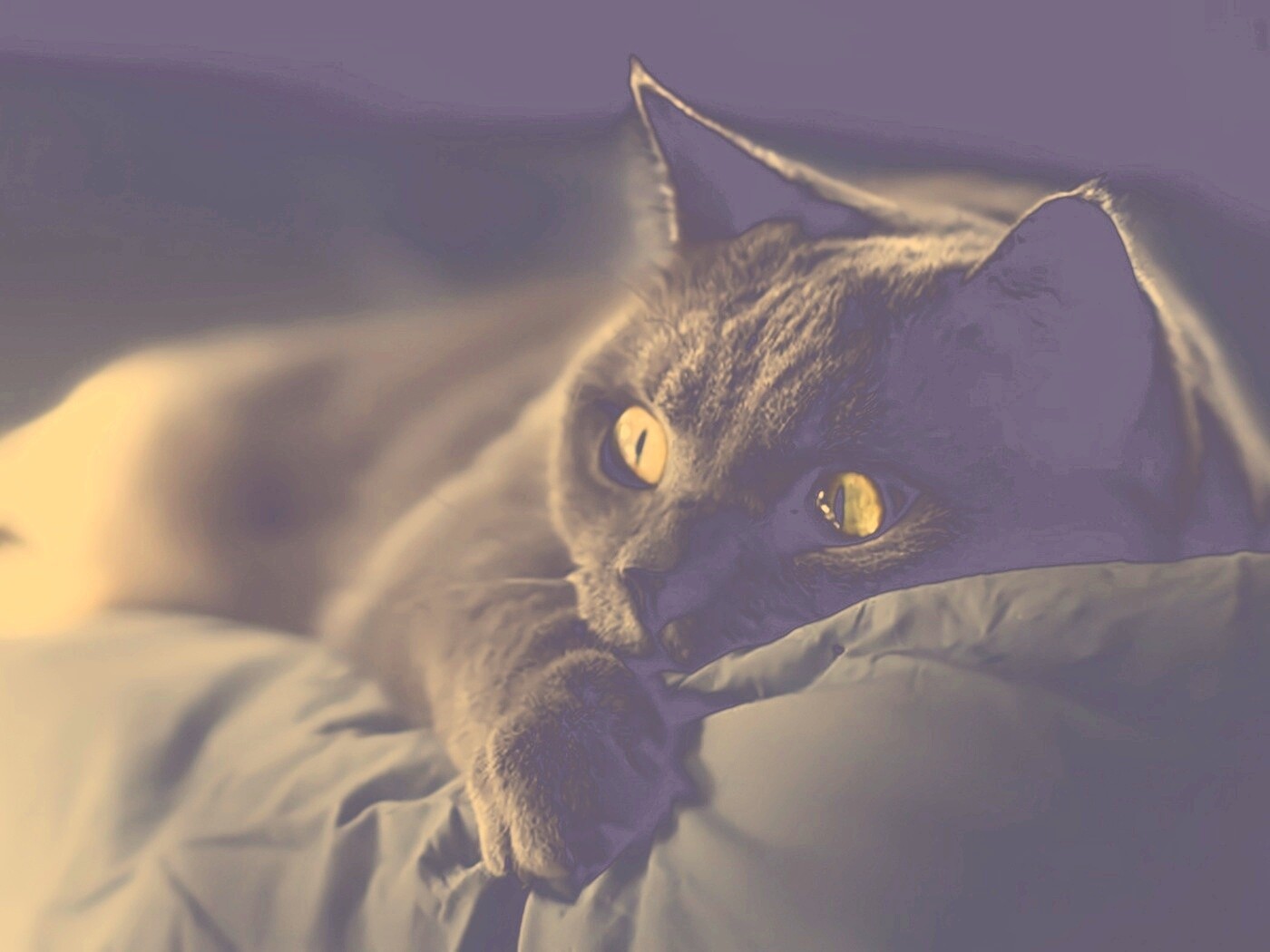 Персидский кот на кровати обои