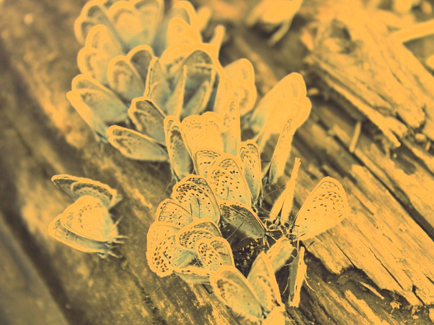 Голубые бабочки обои