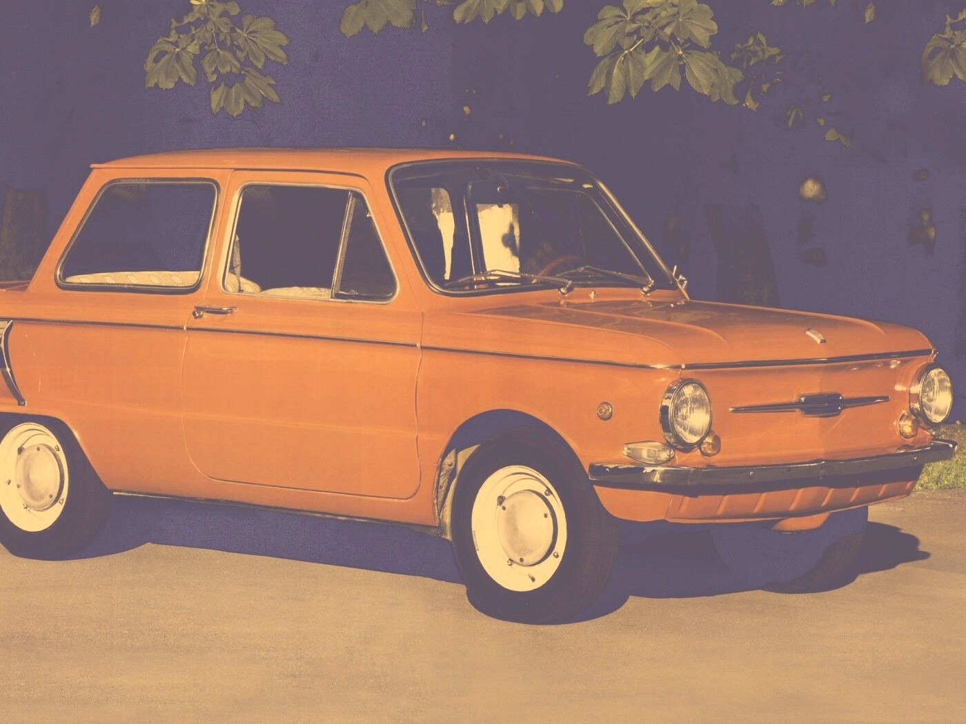 Оранжевый ушастый запорожец обои