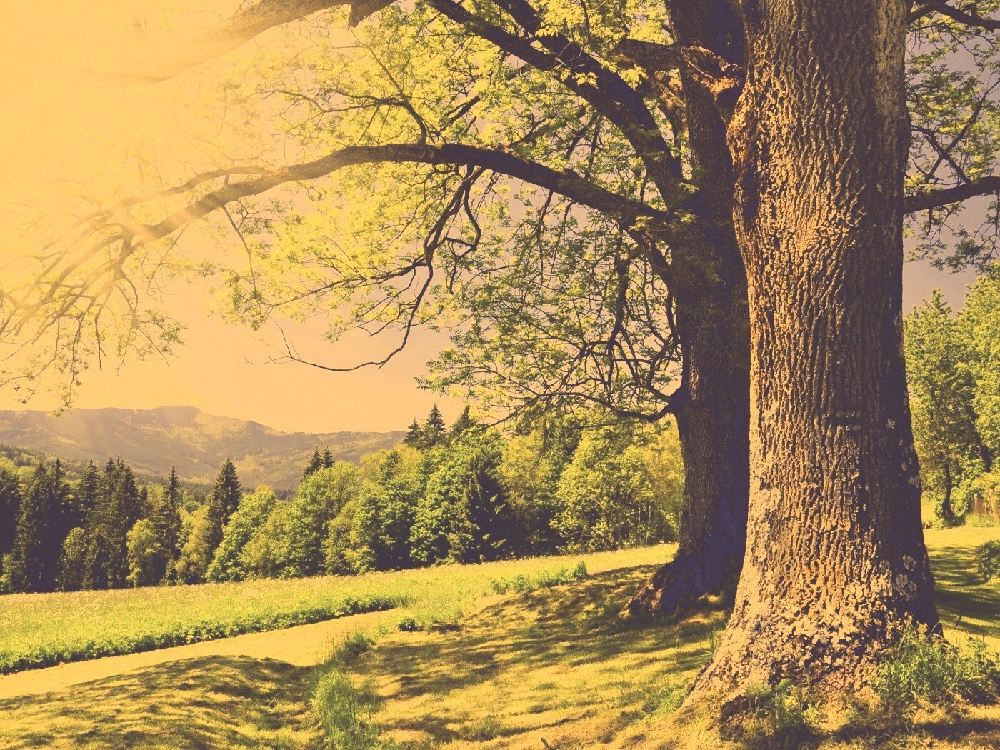 Лето в деревне обои