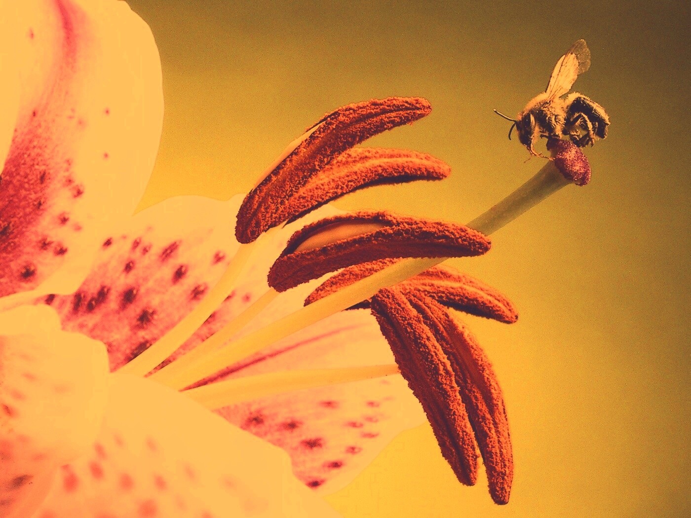 Трудолюбивая пчела на прекрасном цветке обои