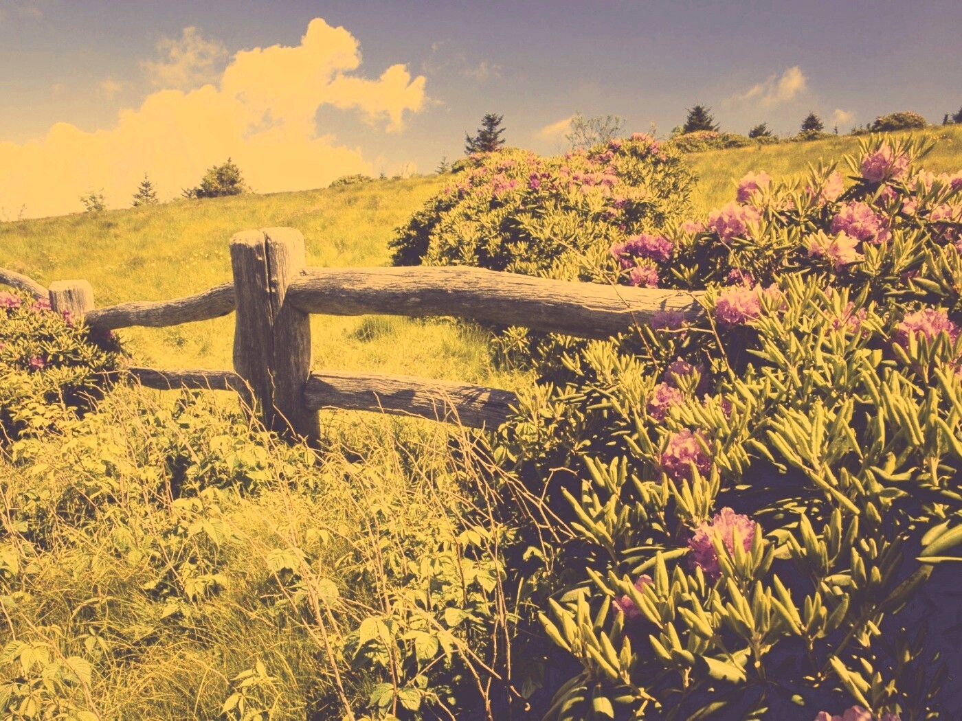 В поле обои