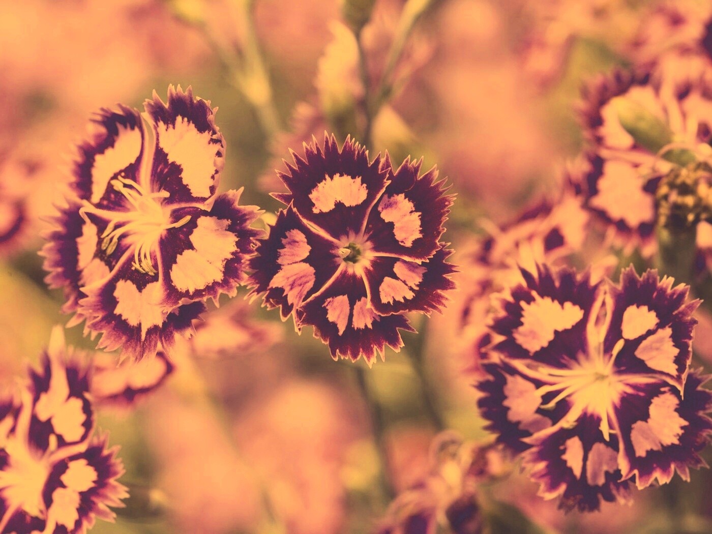 Неизвестные науке цветы обои