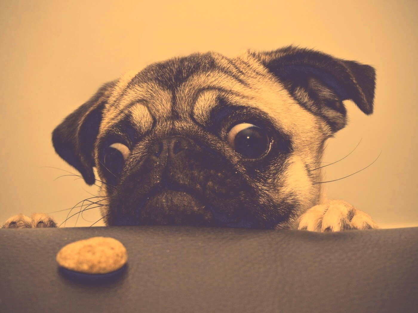 Собака нашла печеньку обои