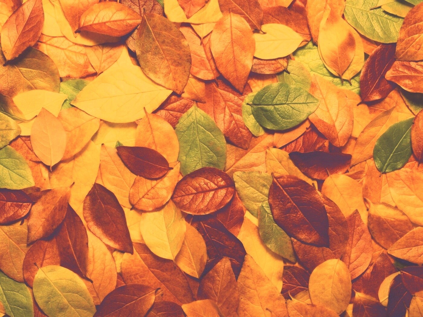 Цветной ковёр из листьев обои