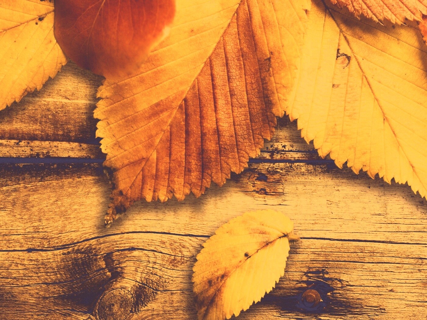 Красиво разложенные листья обои