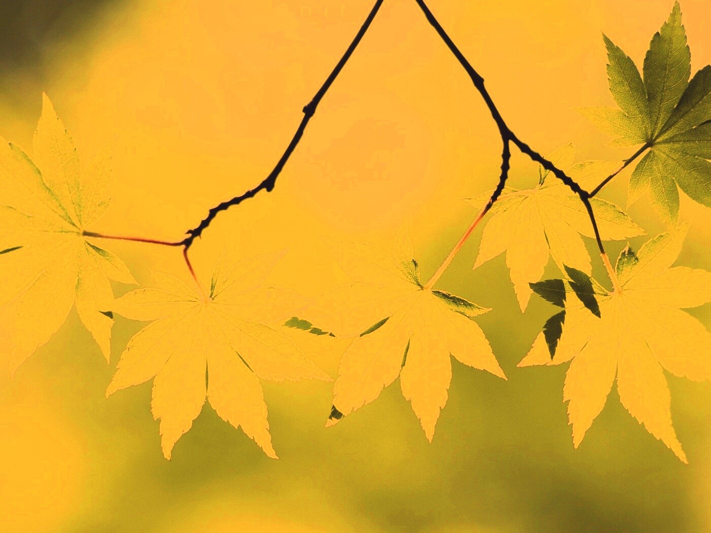 Зелёные листья обои