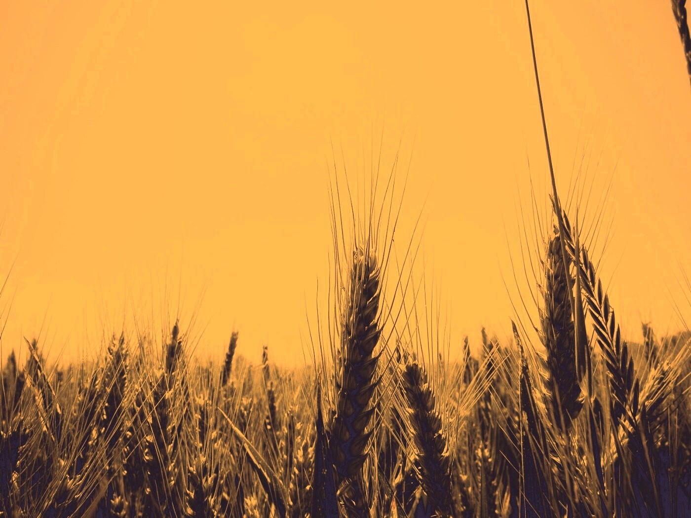 Колосья в поле обои