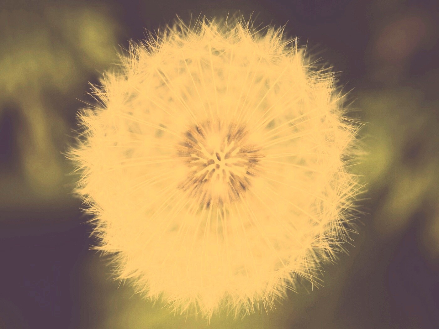 Макро фотография одуванчика обои