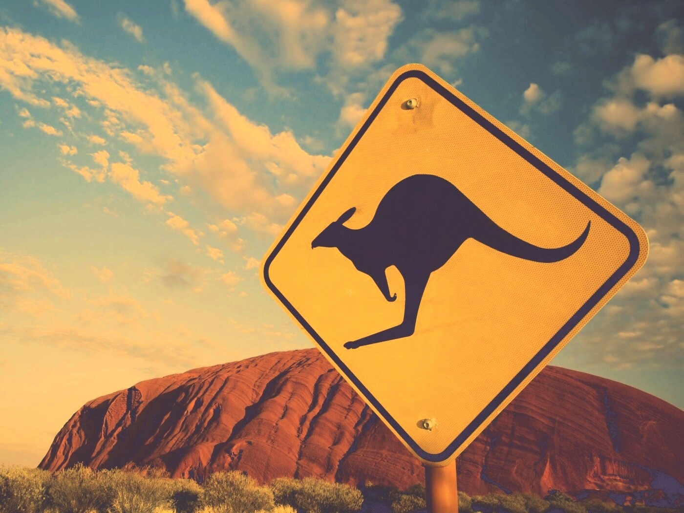 Осторожно, кенгуру! обои