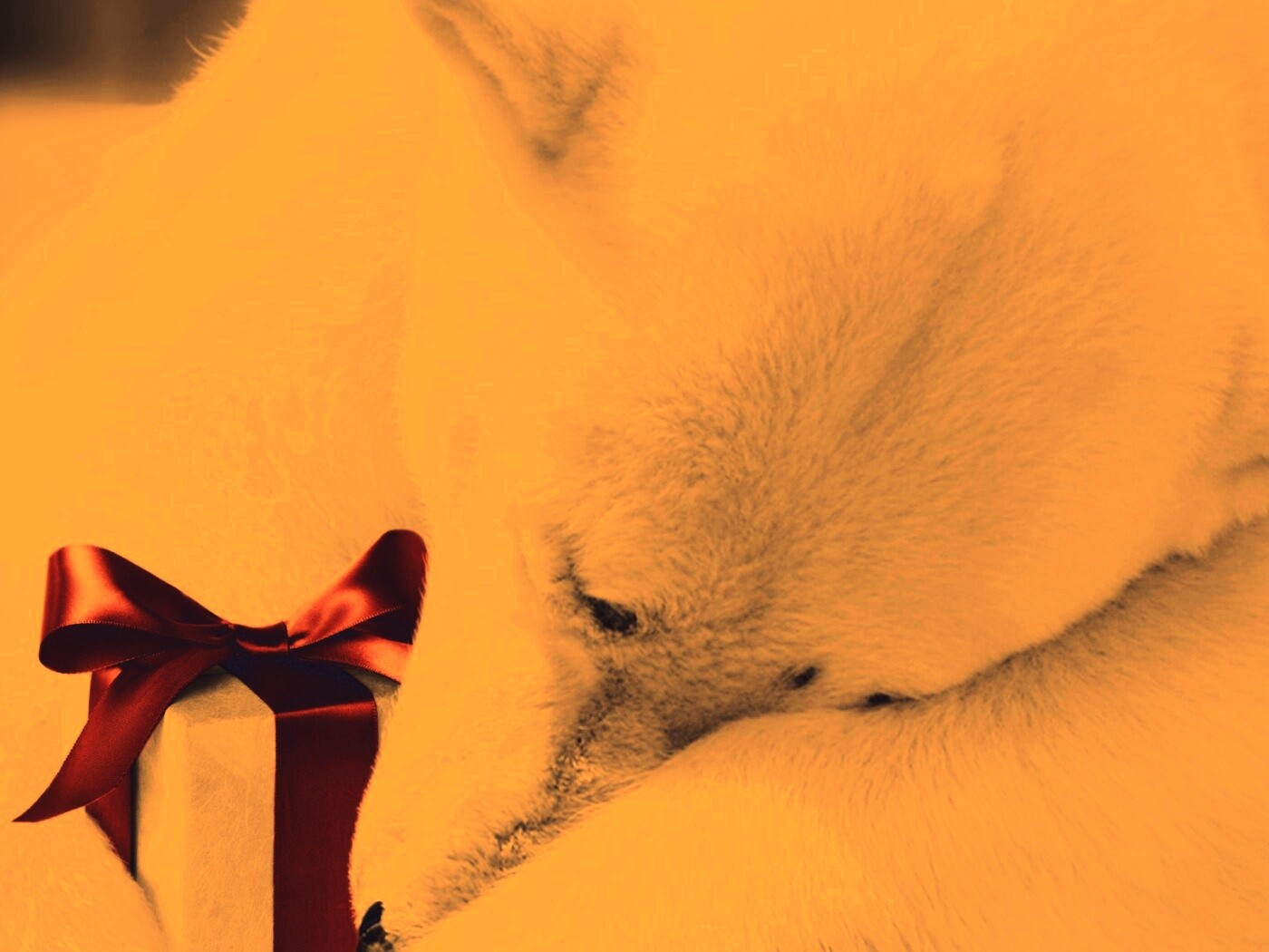 Белый мишка с подарком обои