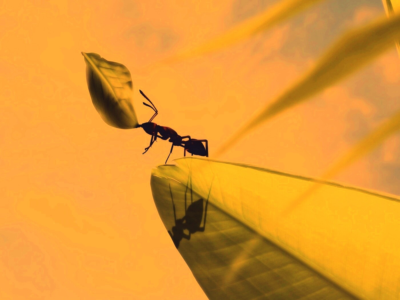 Муравей тащит лист обои