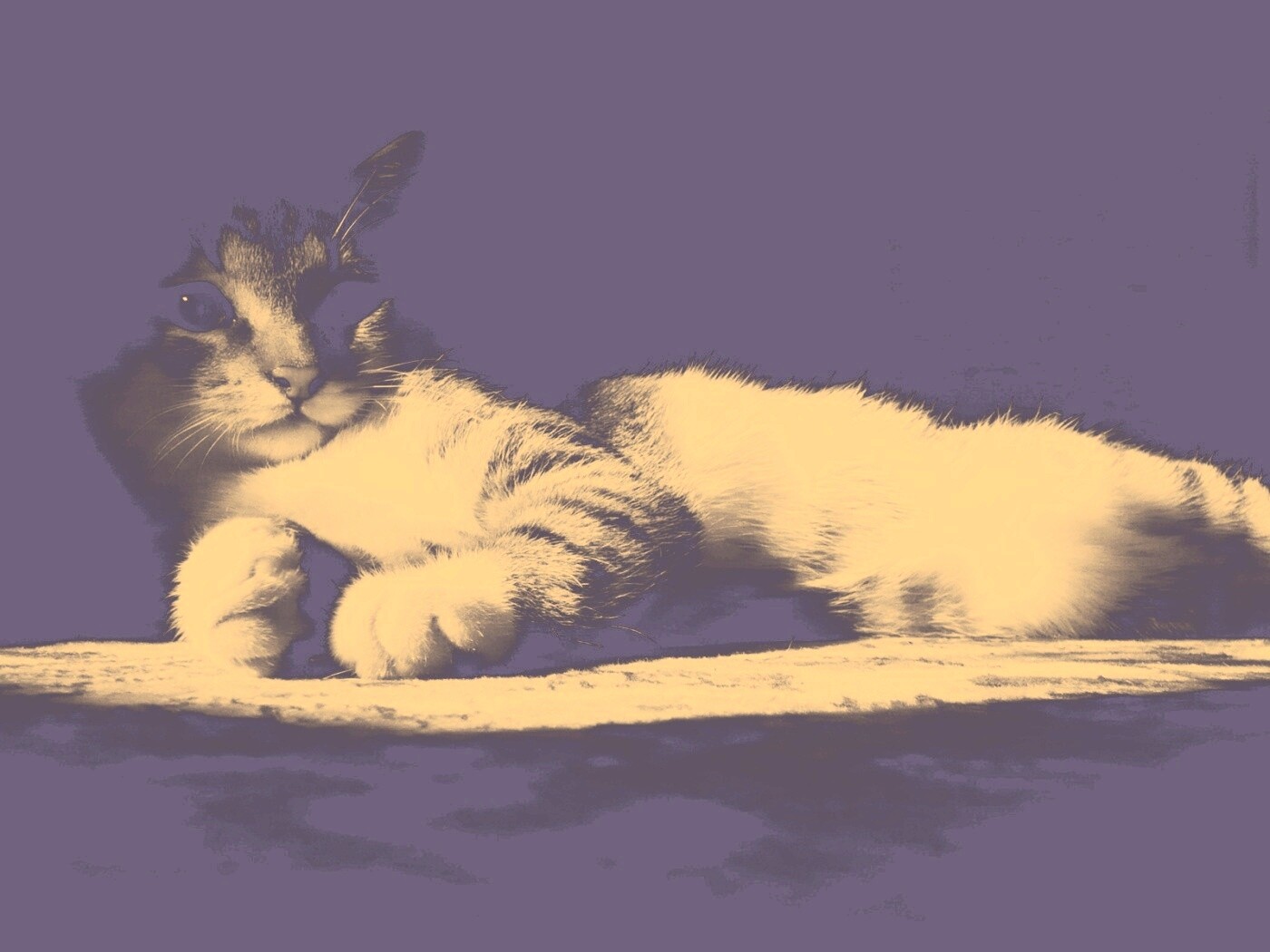 Котик в тени обои