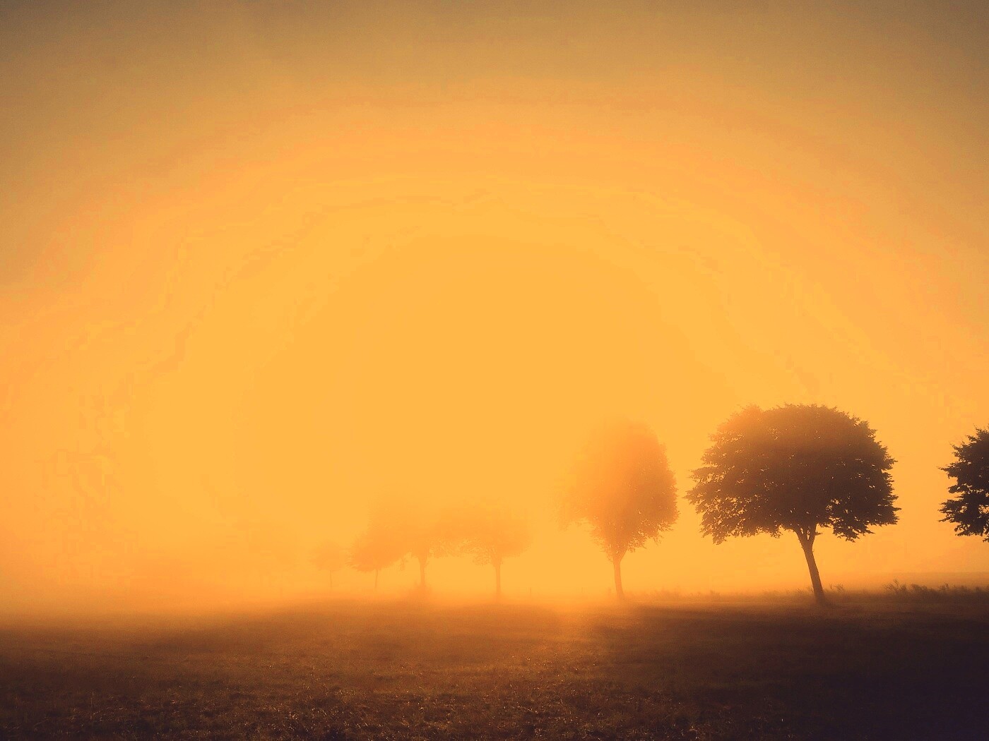 Деревья в поле обои