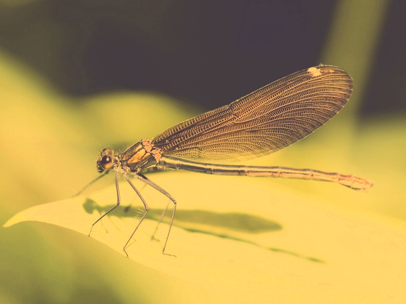 Стрекоза на листе обои