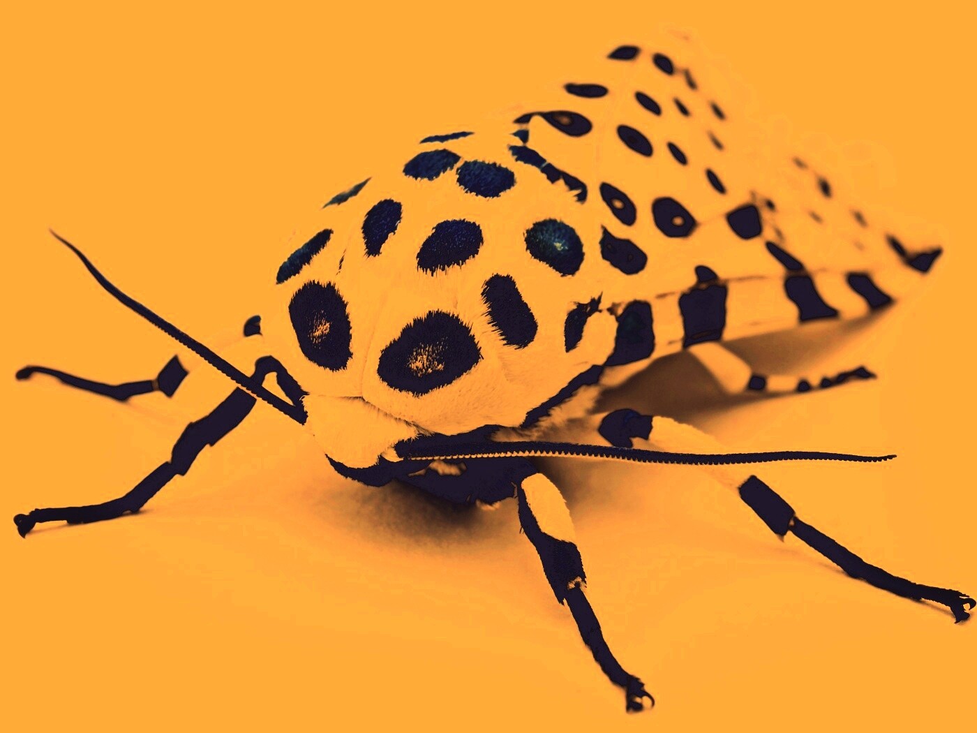 Пятнистая бабочка обои