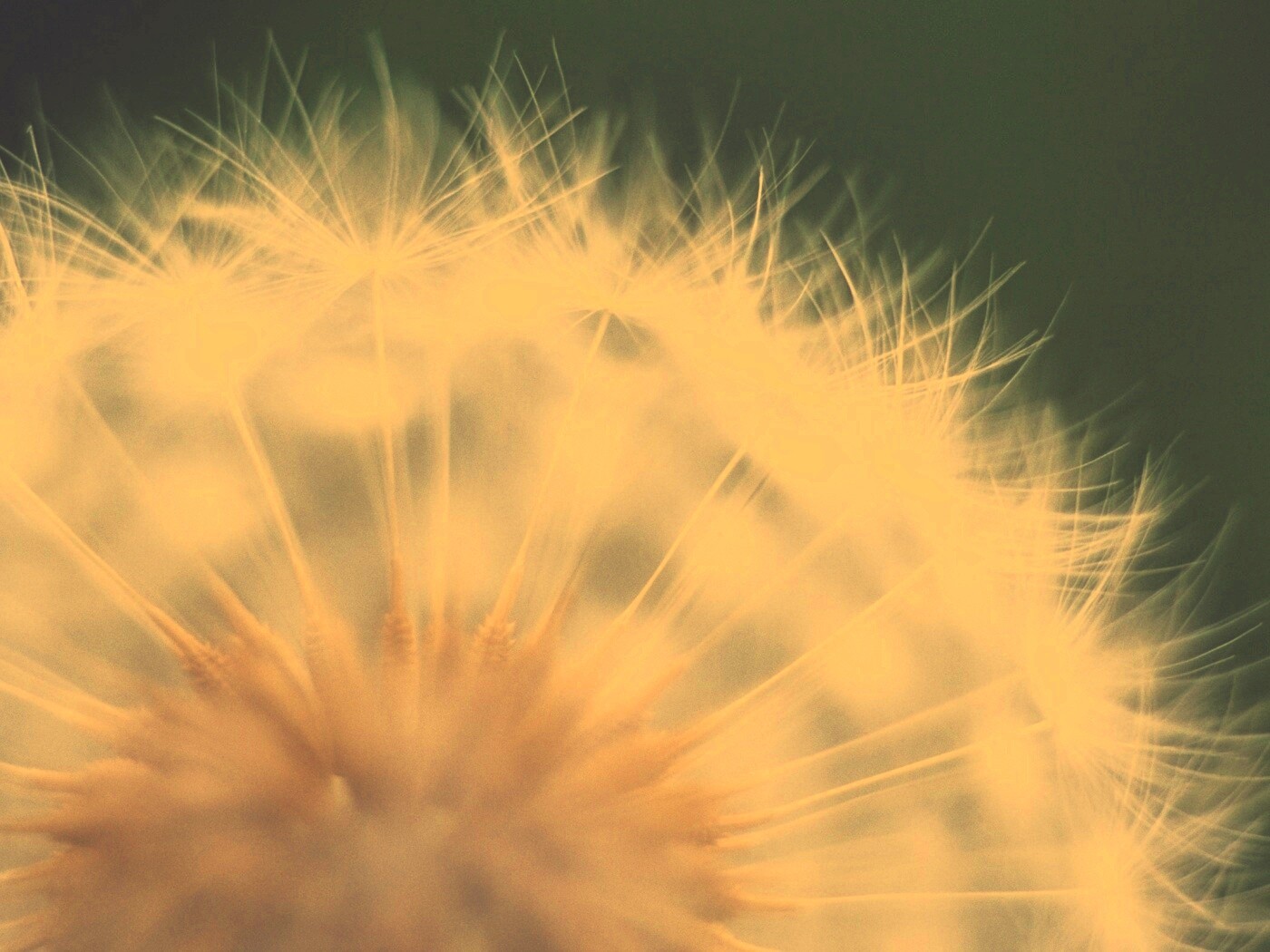 Макро фото одуванчика обои